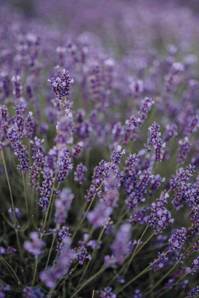 lavender flowers