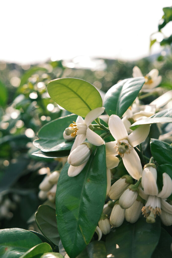 Neroli