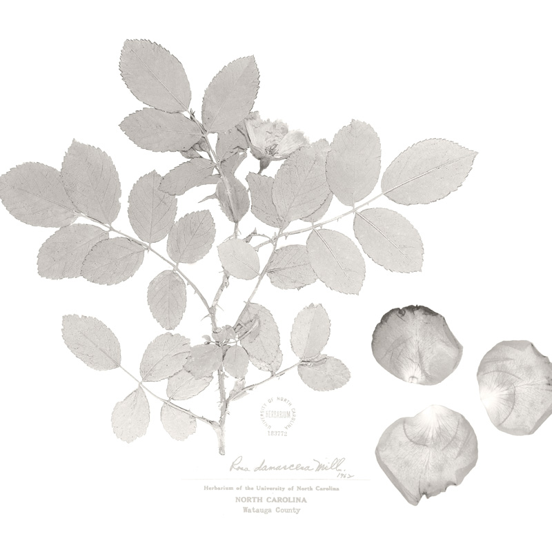Damascus Rose botanical illustration by source adage fragrances