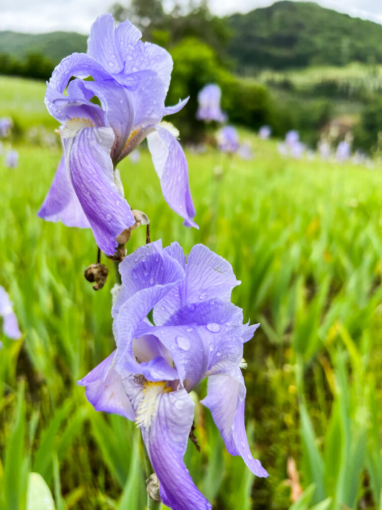 Iris Palida in the hills of Tuscany