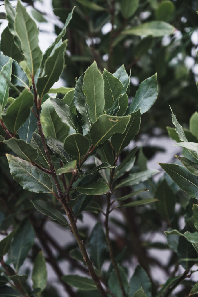 Bay Laurel image for source adage fragrances Scent Journal