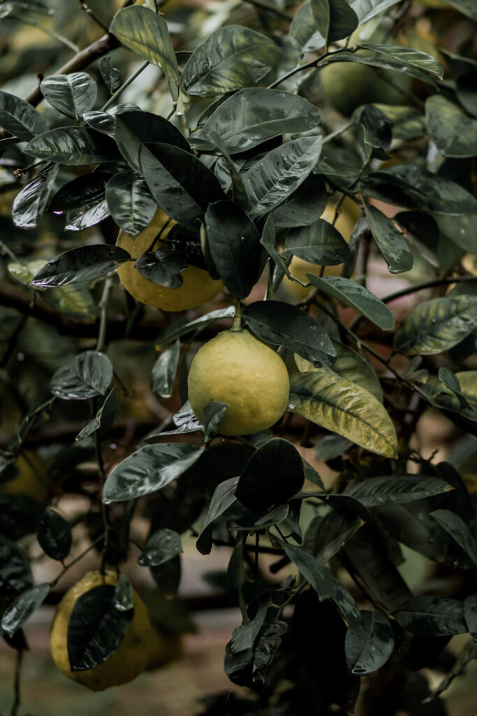 Bergamot image for source adage fragrances Scent Journal