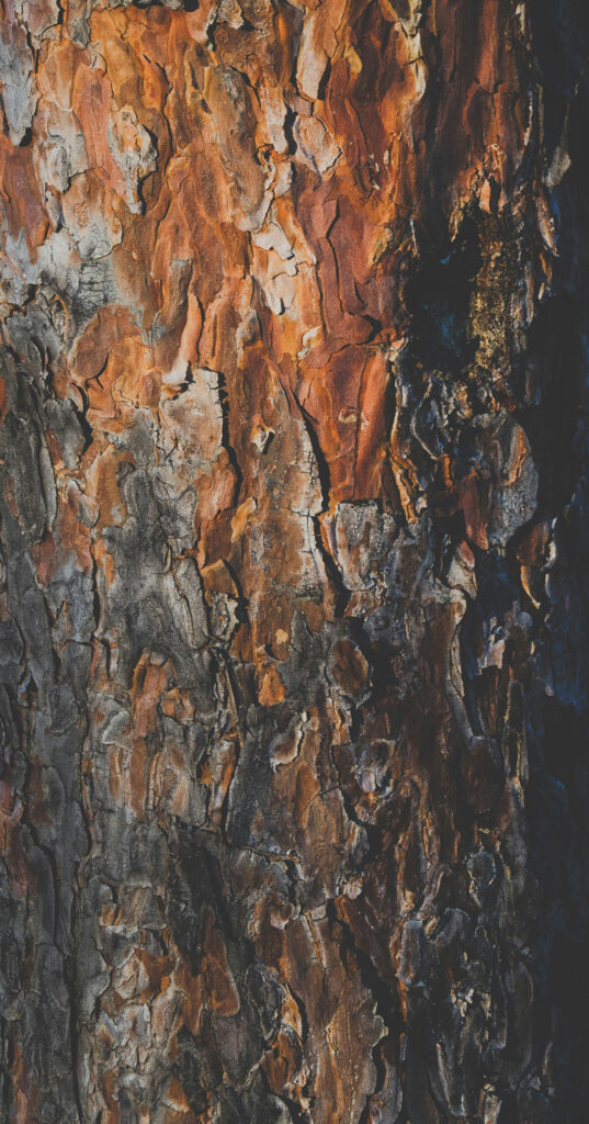 Cedar tree bark image for source adage fragrances Scent Journal