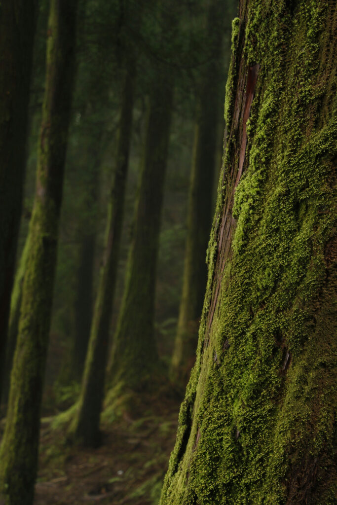 Tree moss for monto'ac eau de parfum from source adage fragrances Scent Journal